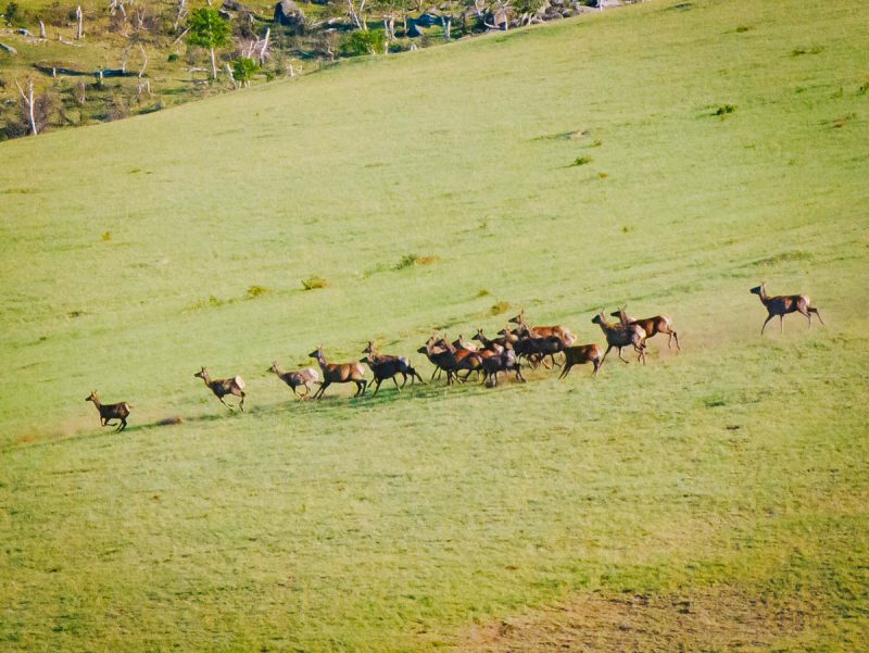 Hustai National park of Mongolia