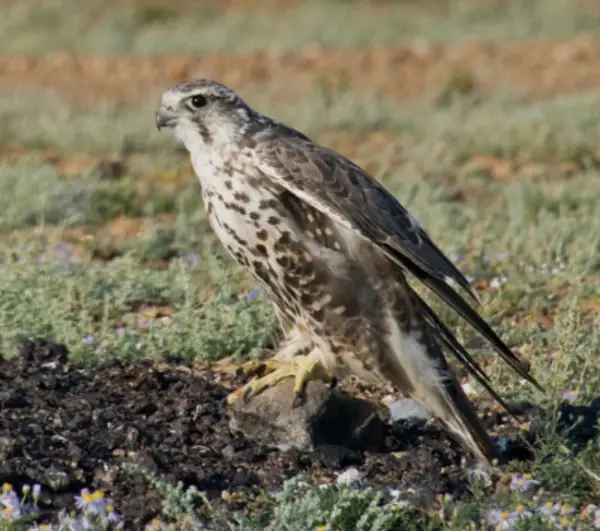 Mount Bogd Khan National Park bird
