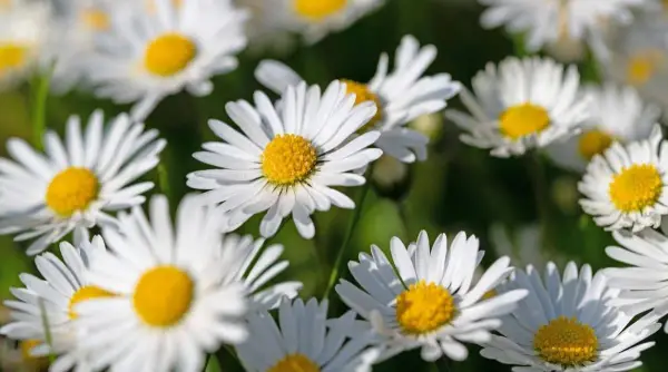 Mount Bogd Khan National Park flora
