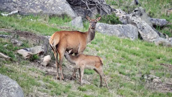 Mount Bogd Khan National Park mammals