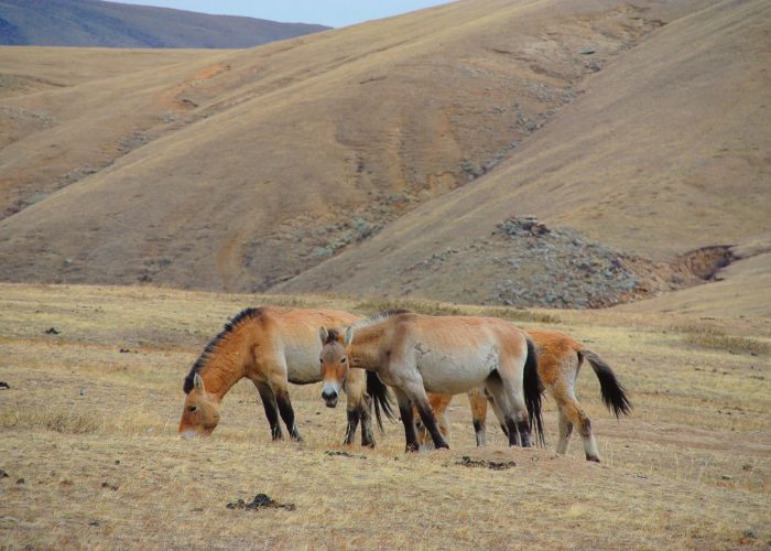 hustai national park, wild horse