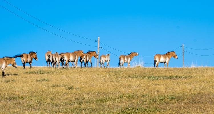 hustai national park, wild horse
