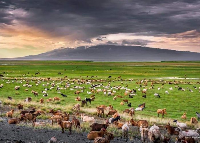 Five treasures of Mongolia
