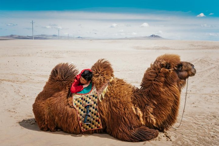 Mongolian Camel