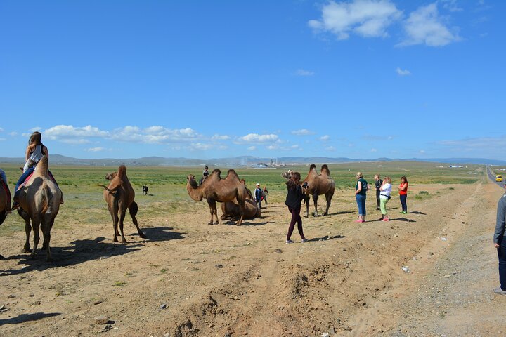 Mongolian Camel