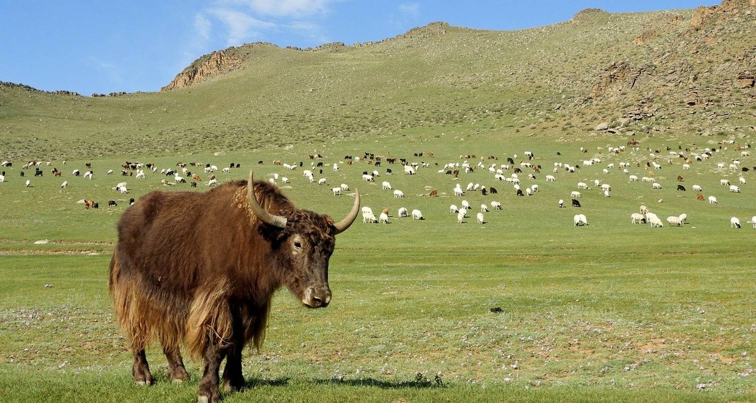 Mongolian steppe