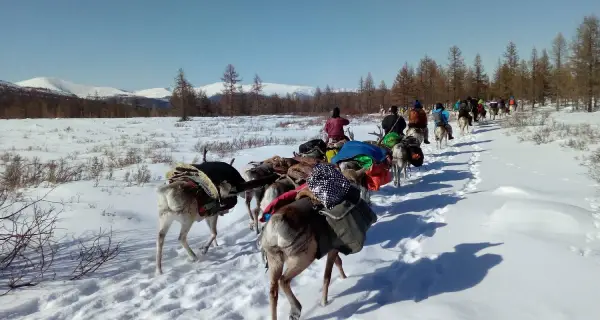 The Tsaatan Reindeer Herders in the snow 2023