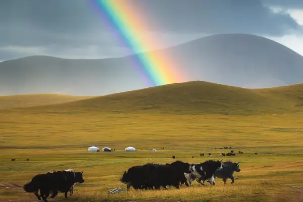 Peace of Mongolia